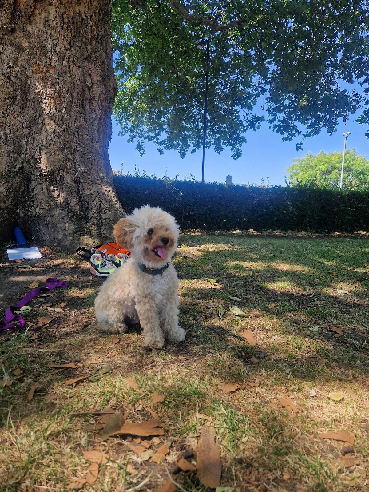 Yoga in the Fields