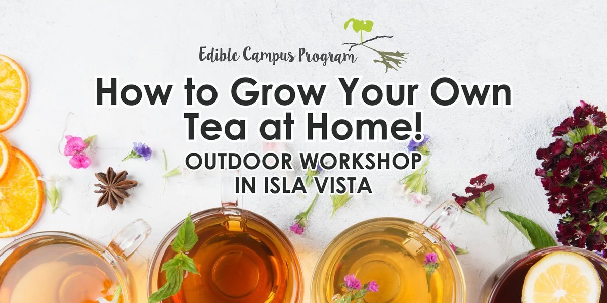 How to Grow Your Own Tea at Home - Workshop!