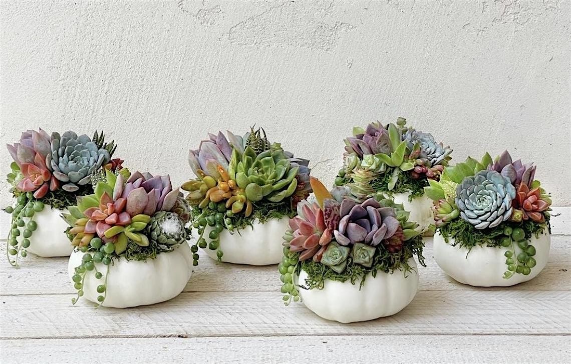 Pumpkin Living Succulent Arrangement