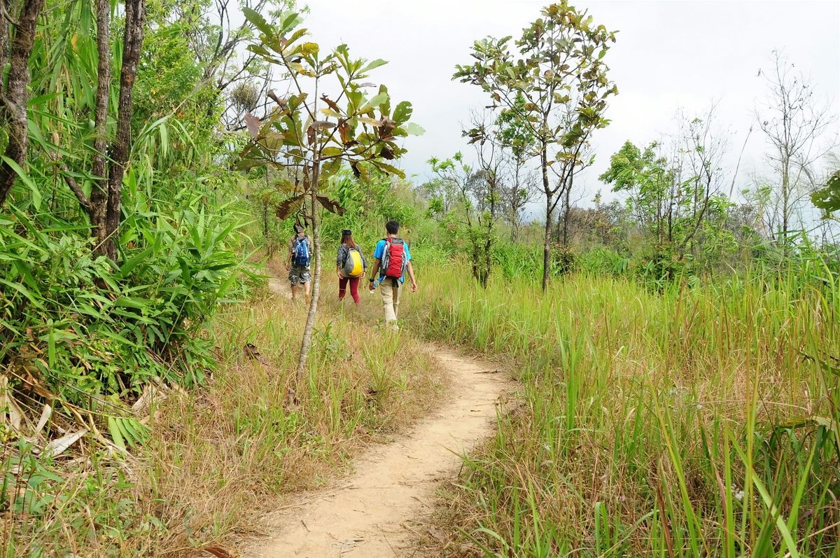 Autistic Adult Peer Support - Nature Walk Interest Group