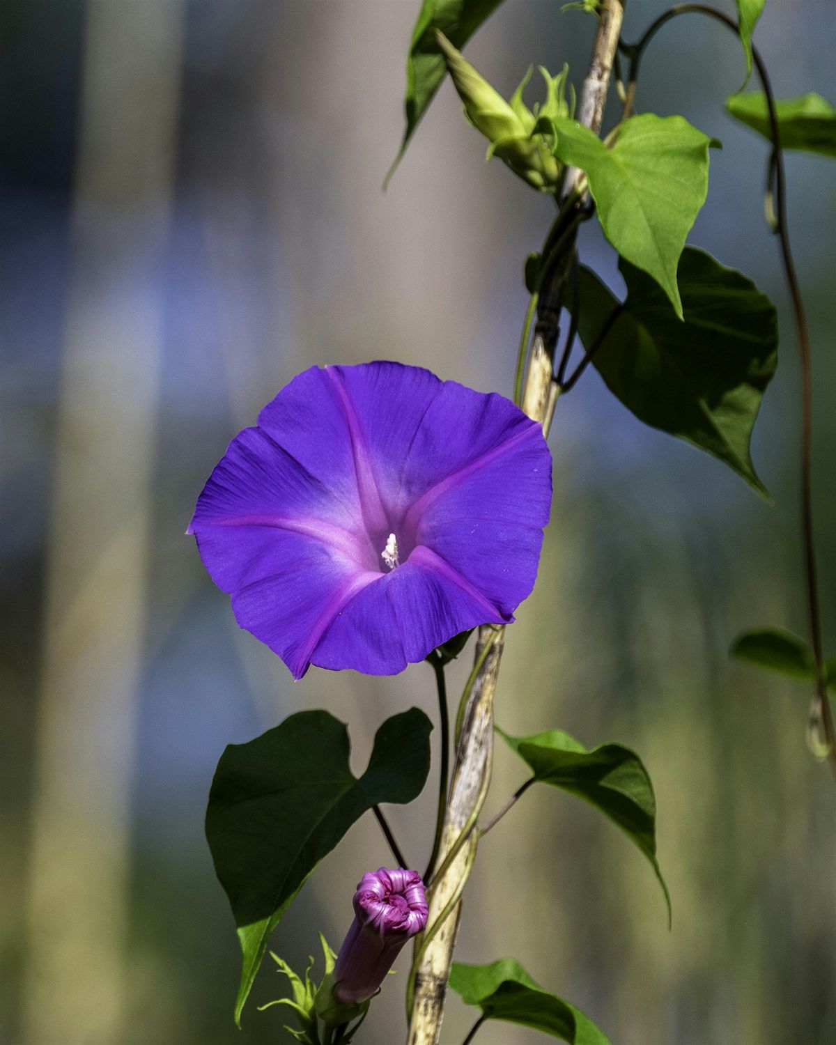 Members-Only: Mindfulness Hike