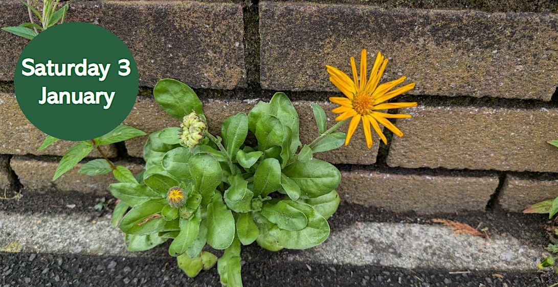 NHSN New Year Plant Hunt