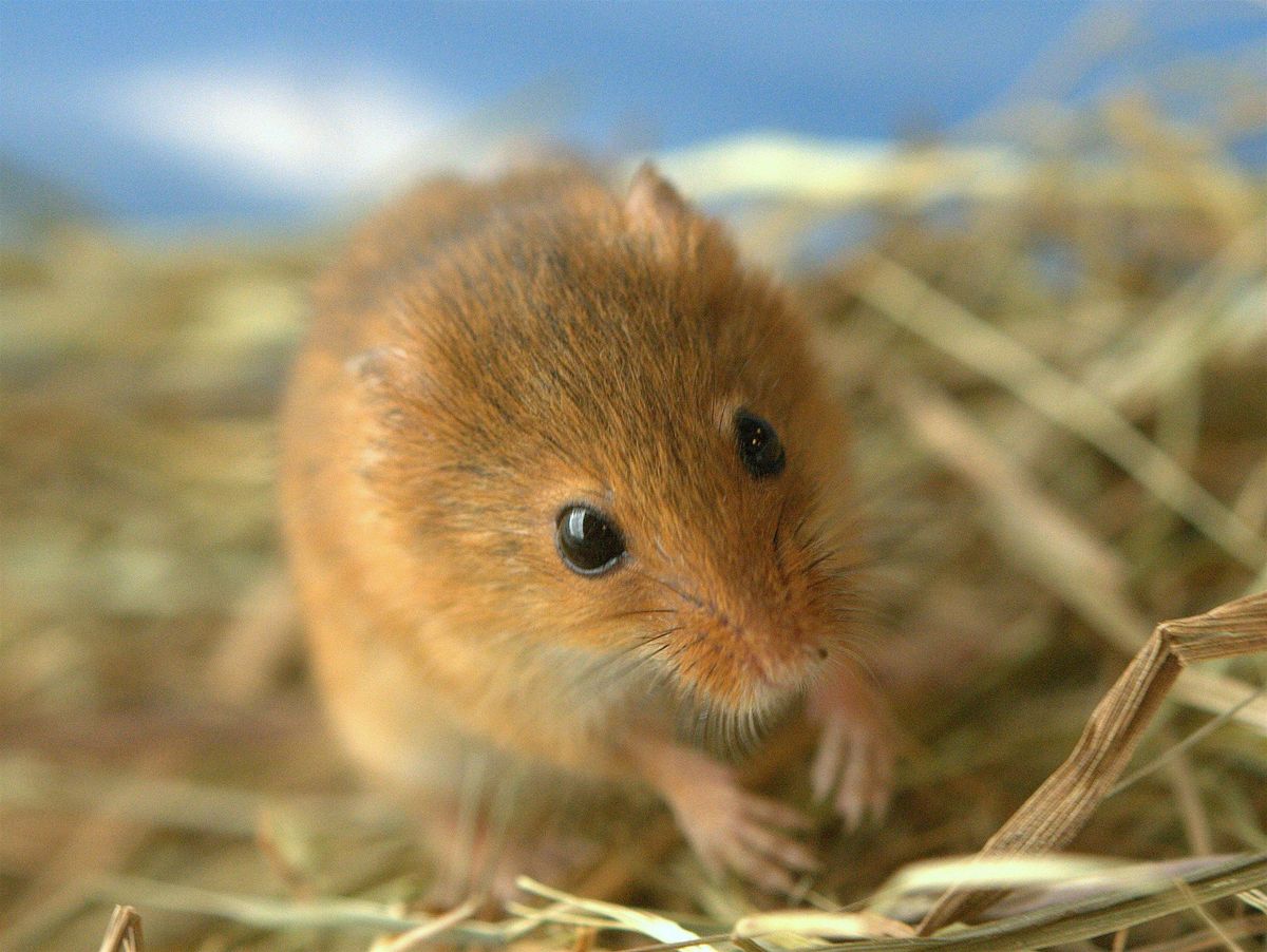Small Mammals - identification and surveying with Peter Pilbeam