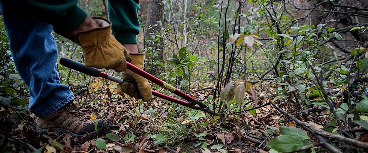 Invasive Removal Volunteer Event