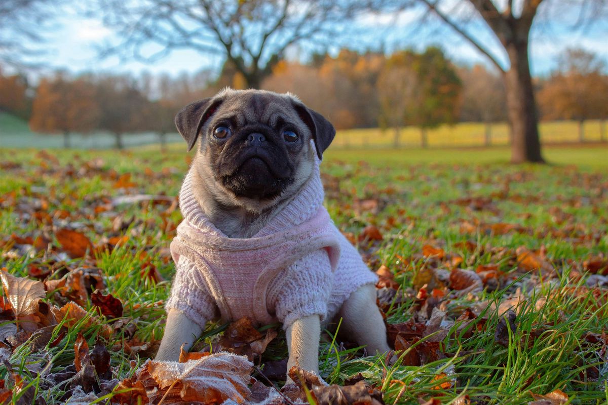 Pug Meetup in Menomonie