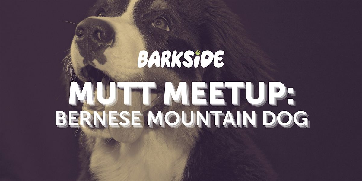 Mutt Meetup: Bernese Mountain Dogs