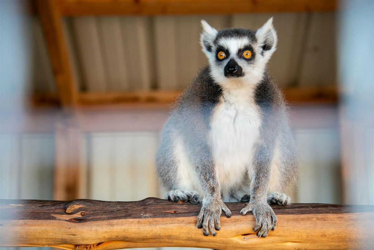 Lemurs and Wine: Meet the Lemurs and Enjoy Wine!
