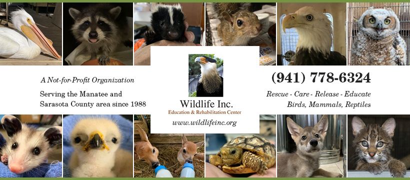 Wildlife Rehabilitation Close Encounter - Details coming soon