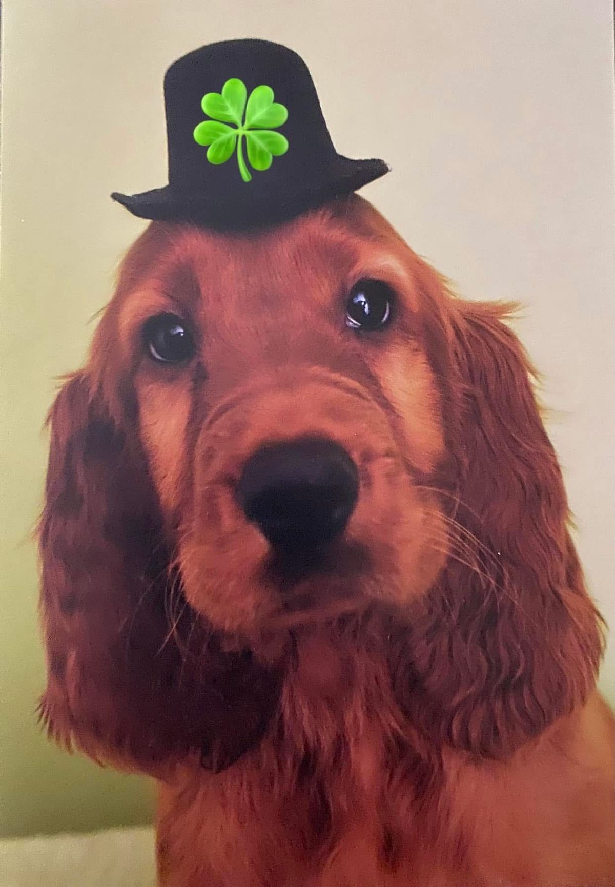 Western Irish Setter Club-St. Patrick's Day Parade