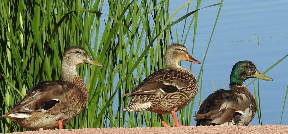 Sedona Wetlands Birding Hour