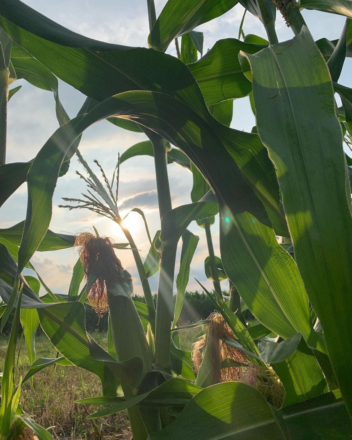 Fulton Farms Sweet Corn Festival 2024