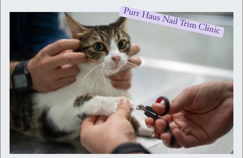 Nail Trim Clinic with Any Pet Groomed