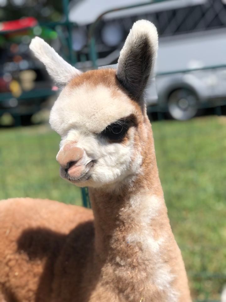 2024 Alpaca Extrvaganza, Boulder County Fairgrounds, Longmont, 24