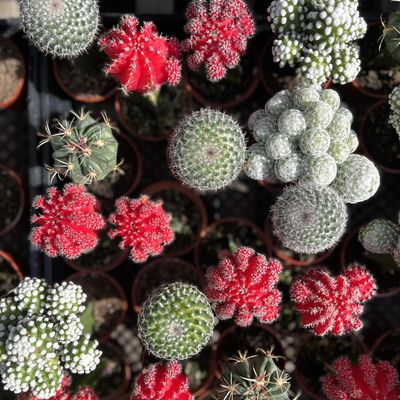 Merrihew's Sunset Gardens