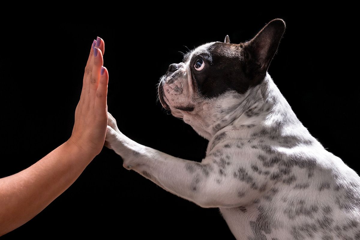 "Puppies and Kittens Need a Behavioral 'Vaccination' at the Optimal Time \u2014 During their First Clinic