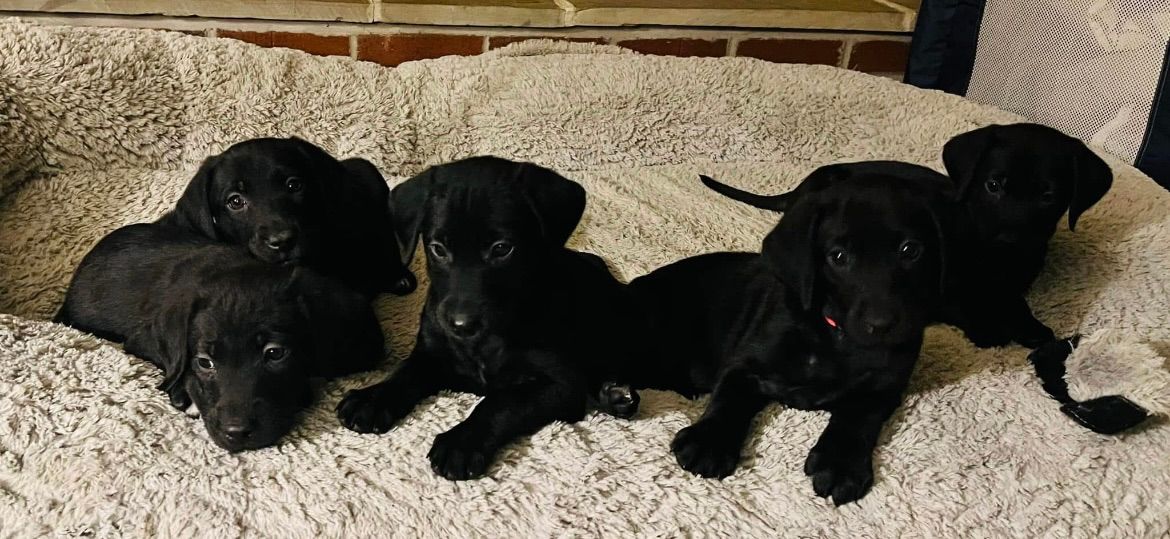 Puppy Yoga