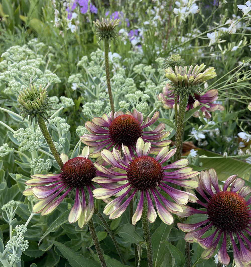 Working Bee - CHS Avebury Climate Resilient Garden