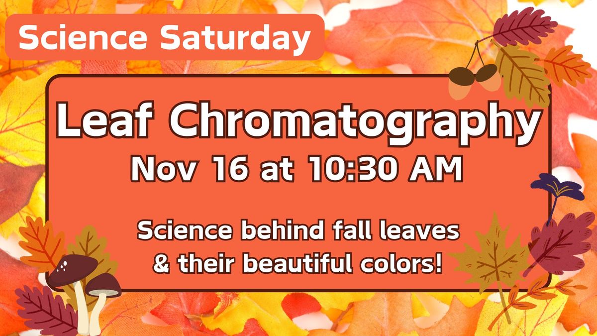 Science Saturday - Leaf Chormatography