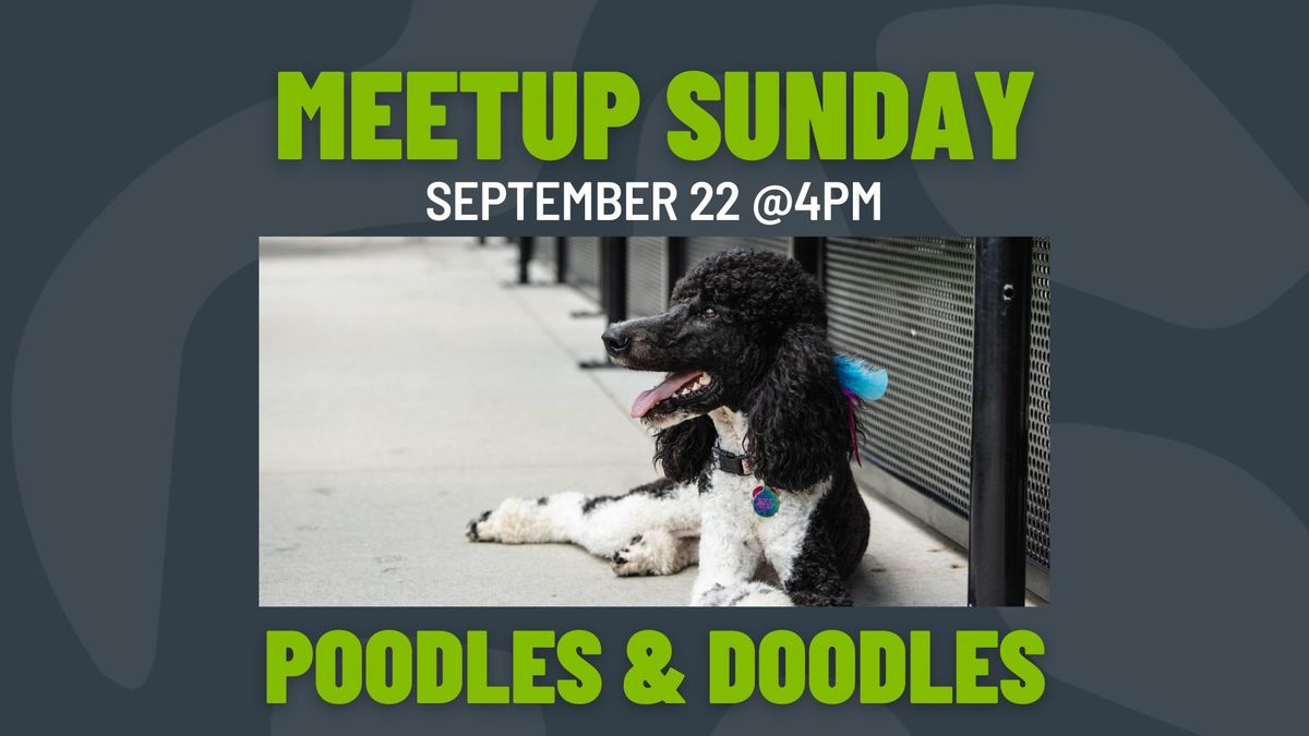 Meetup Sunday: Poodles & Doodles