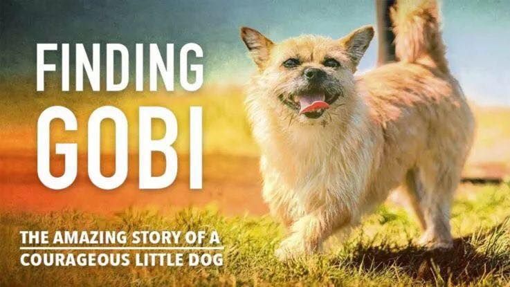 Meet the Author: Finding Gobi