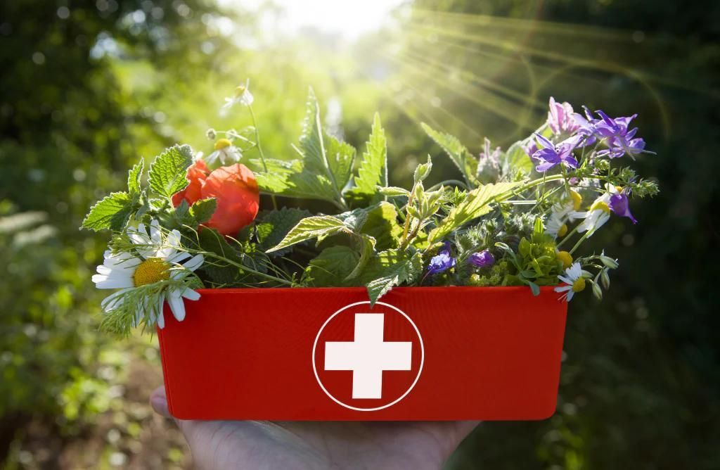Herbal First Aid: Natural Remedies for Everyday Emergencies