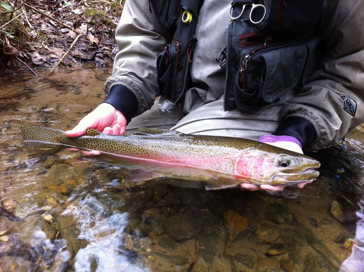 Trout Time