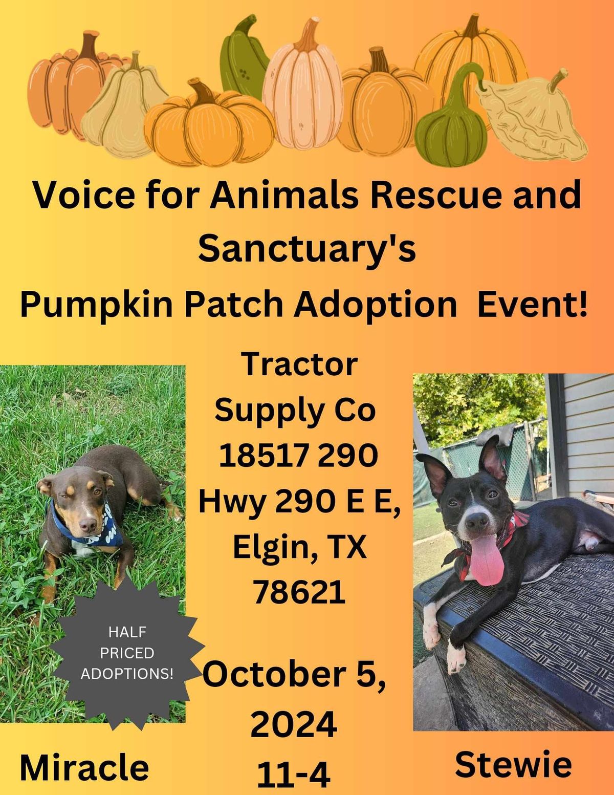 Pumpkin Patch Adoption Event