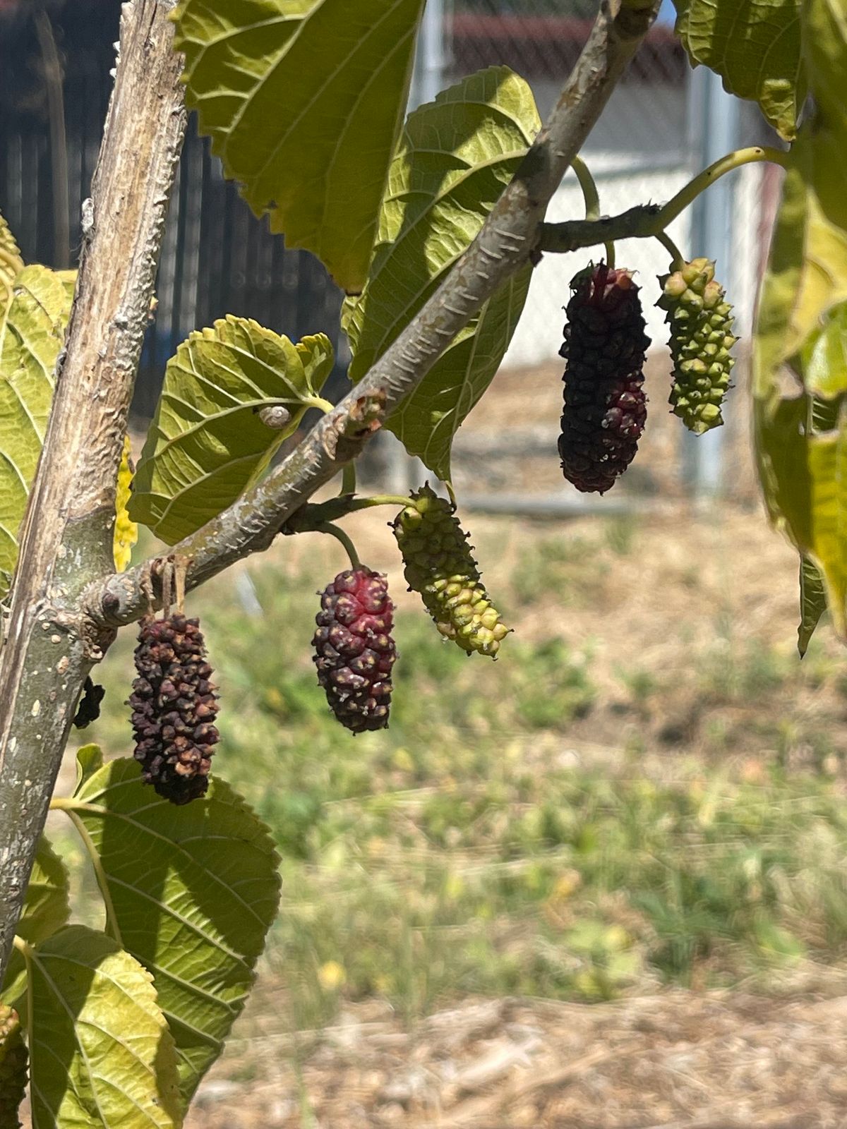 Santa Rita Park Pollinator and Food Forest Garden Event