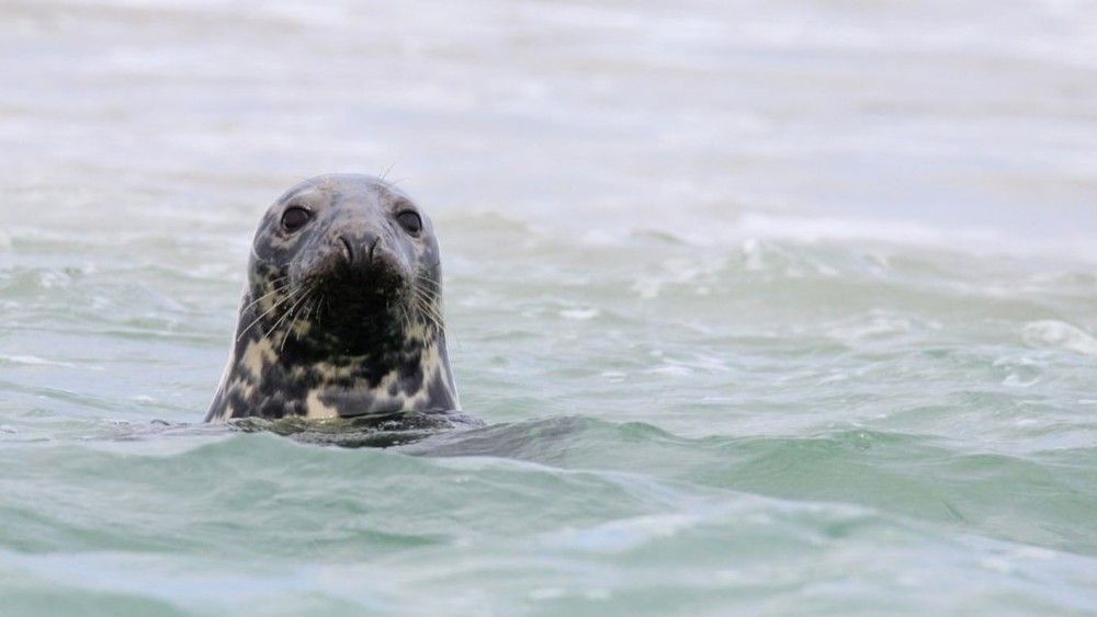 Seal & Seabird Cruise