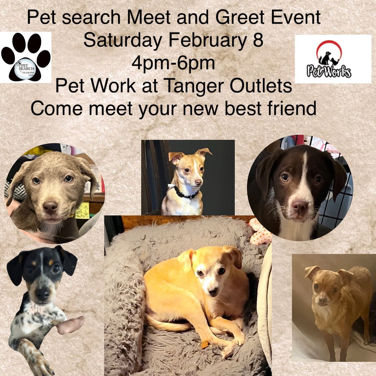 Pet Search Meet and Greet Event