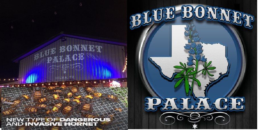 ECHS All-Class Reunion (Bluebonnet)