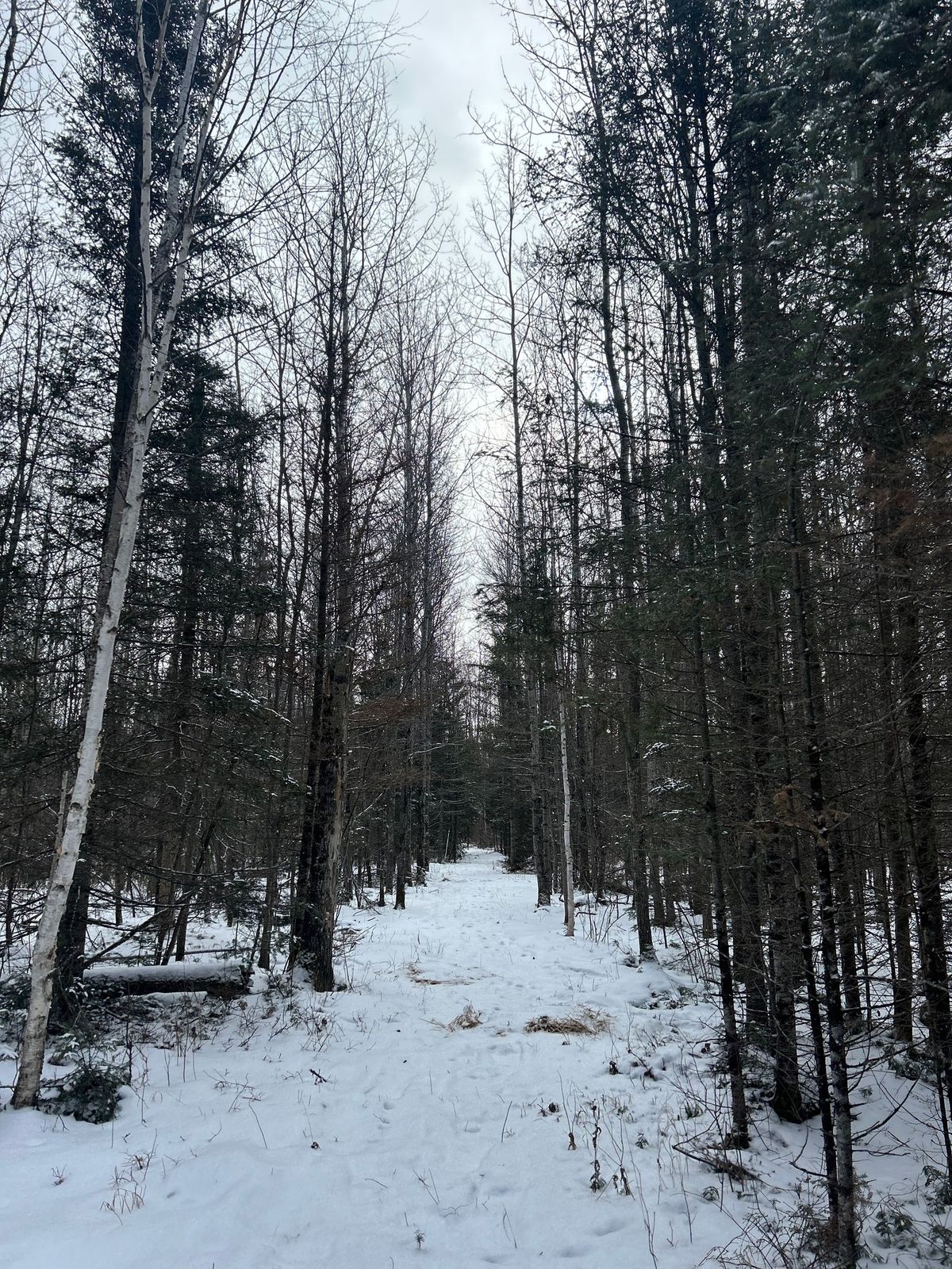 Women\u2019s Guided Snowshoe nature therapy walk 