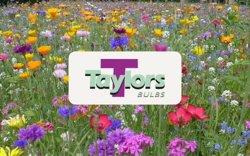 Summer Bulbs Talk with Taylors