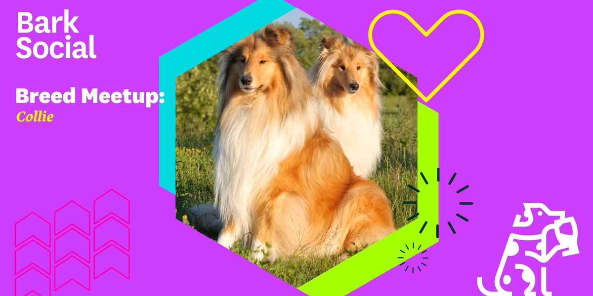 Breed Meetup: Collies!