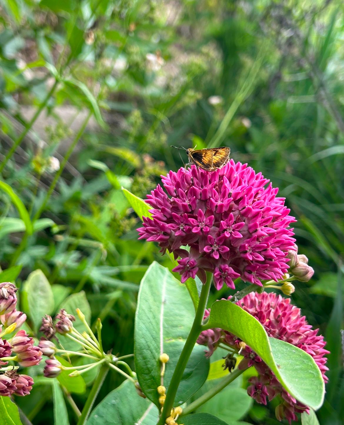 Native Plant Sale (Earth Day Celebration!) 