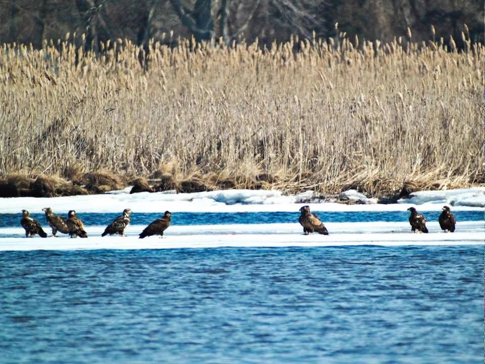 Eagle Watch on the CT River