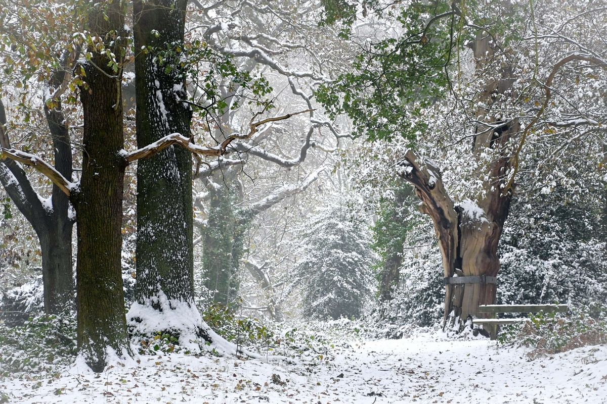 Winter Tree ID Walk