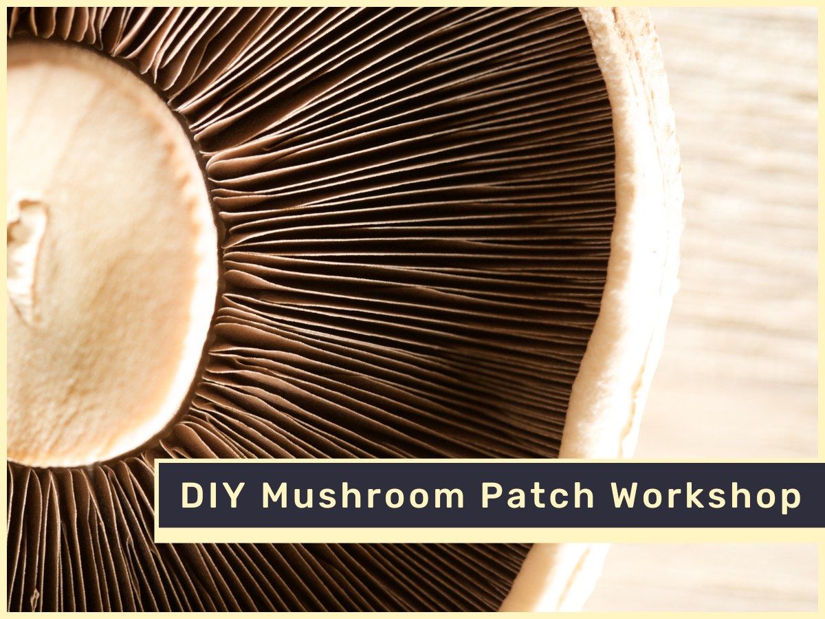 How to make an outdoor Wine Cap Mushroom patch