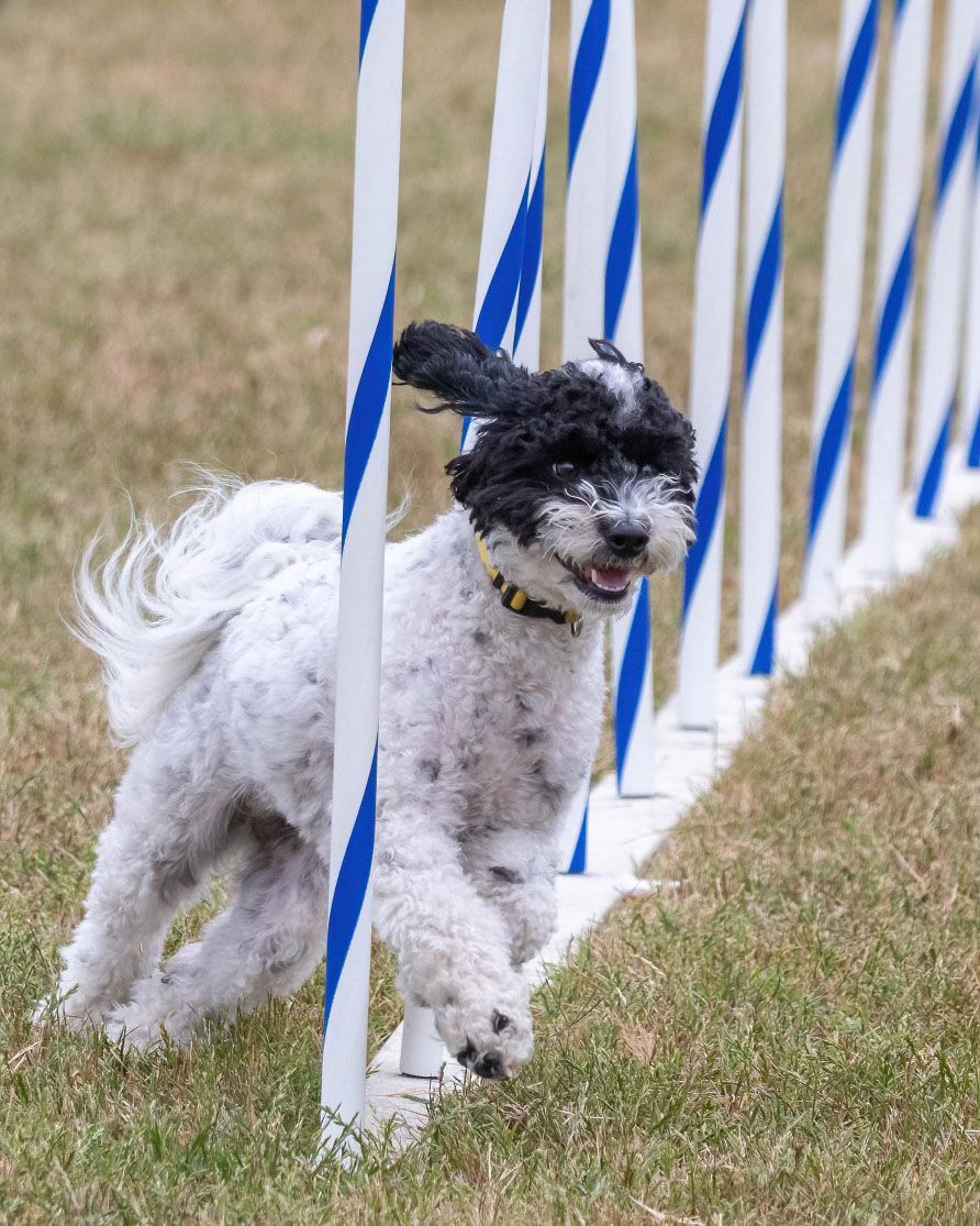 WLAOTC Agility Fun Run