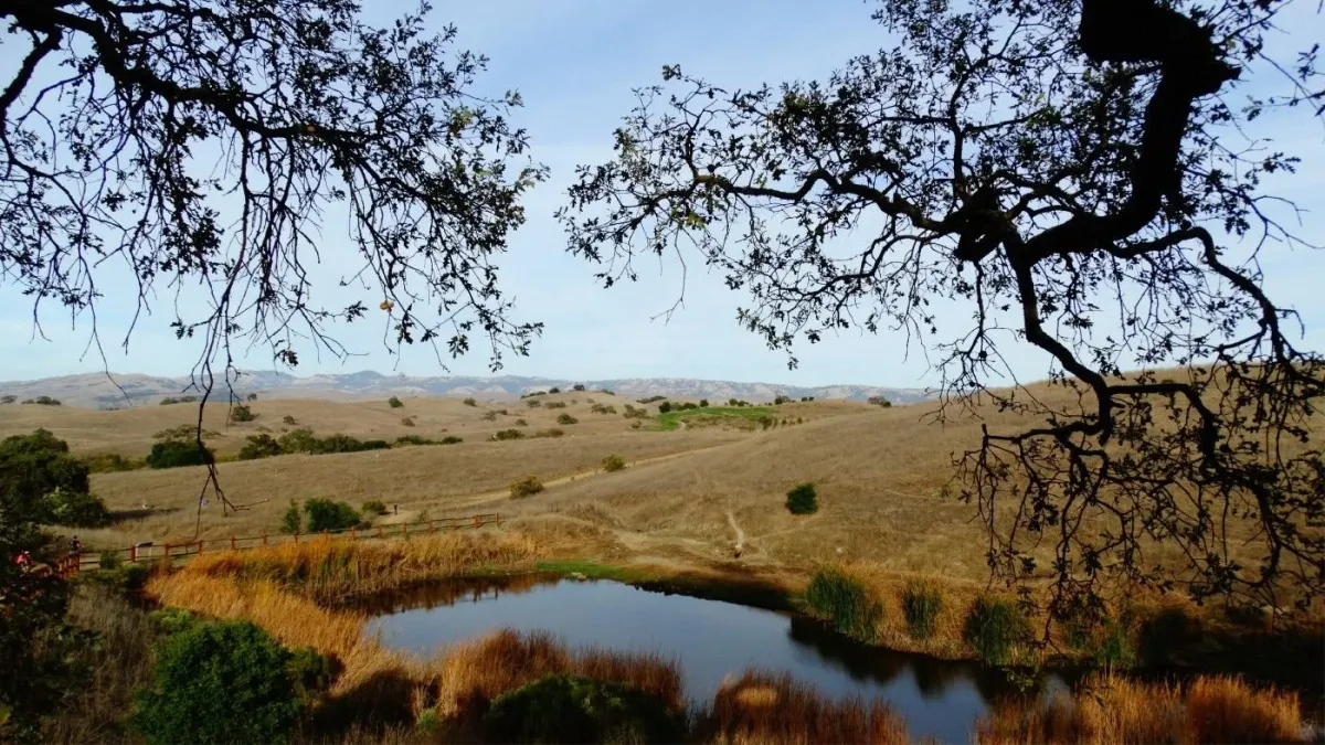 Calero County Park: 8.0 Miles Moderate Hike