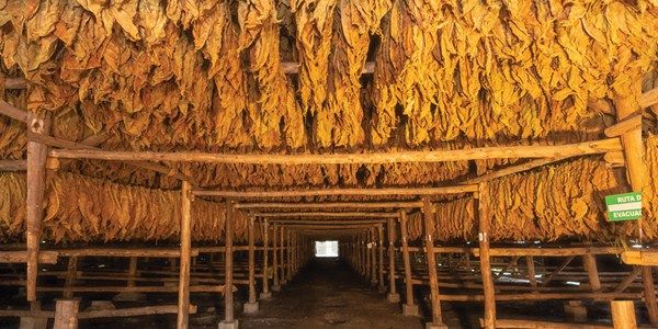 Tobacco Museum in Community Center