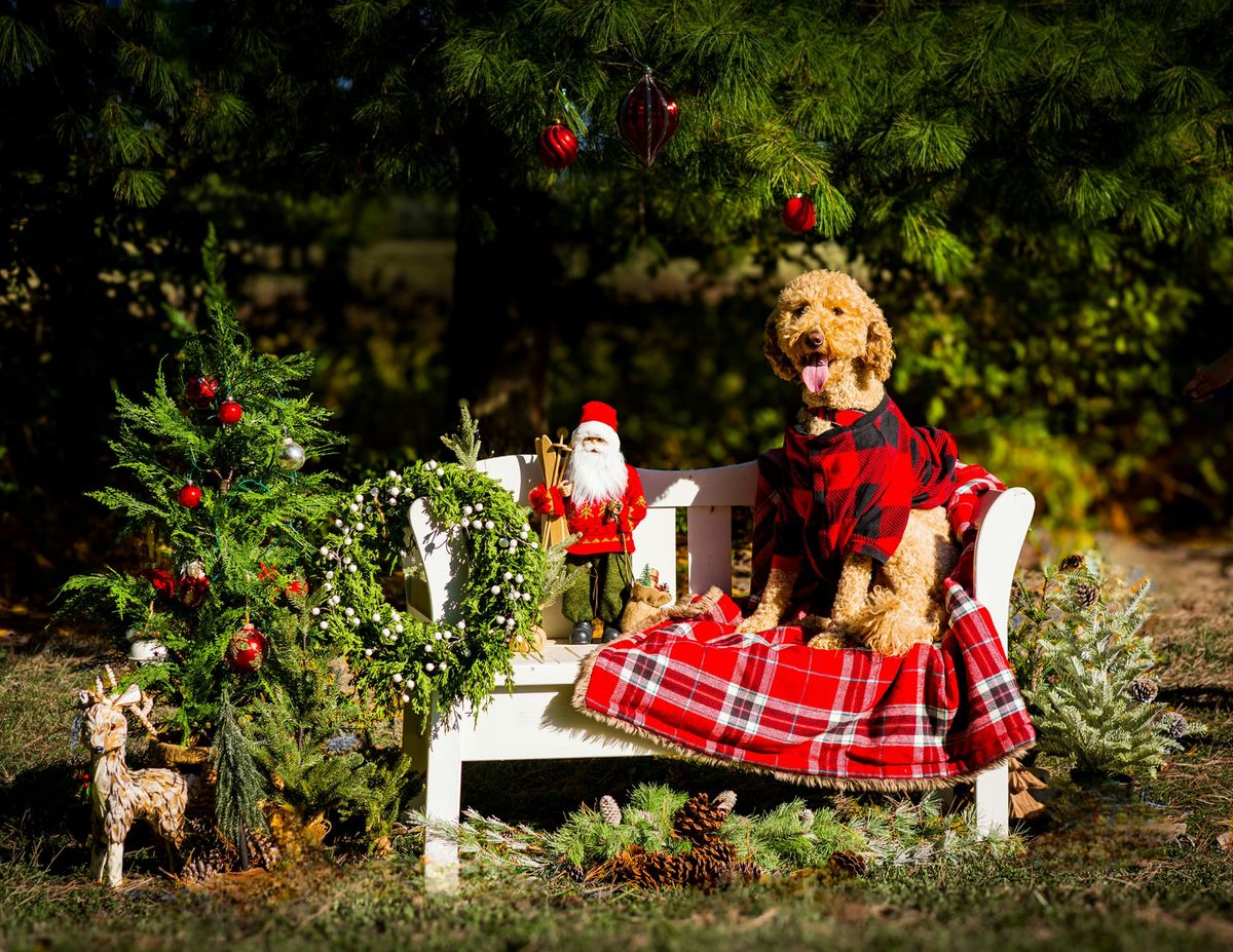 Christmas Mini Sessions