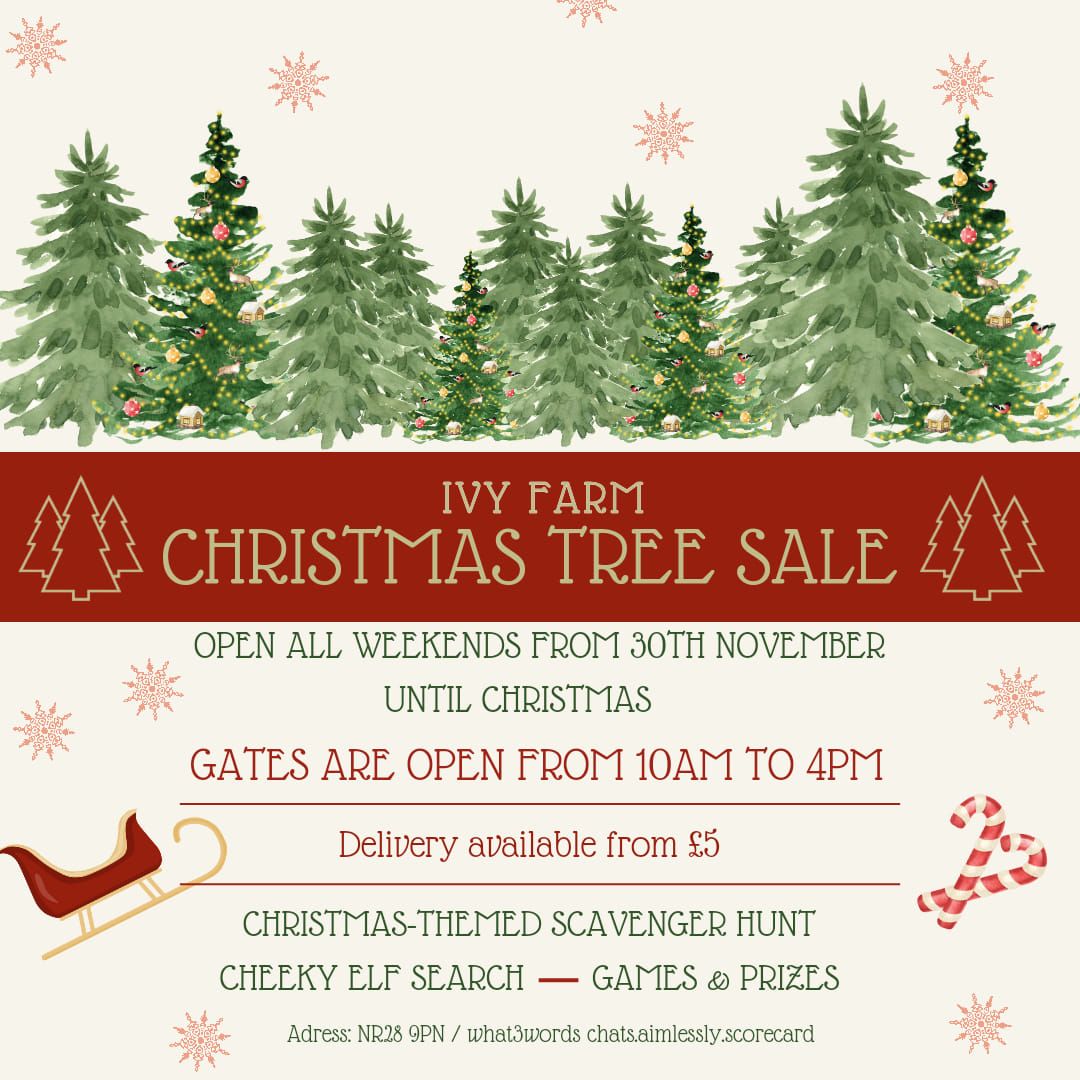 Christmas Trees Sale in Dilham