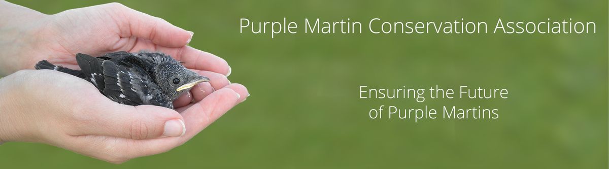 Purple Martin Conservation