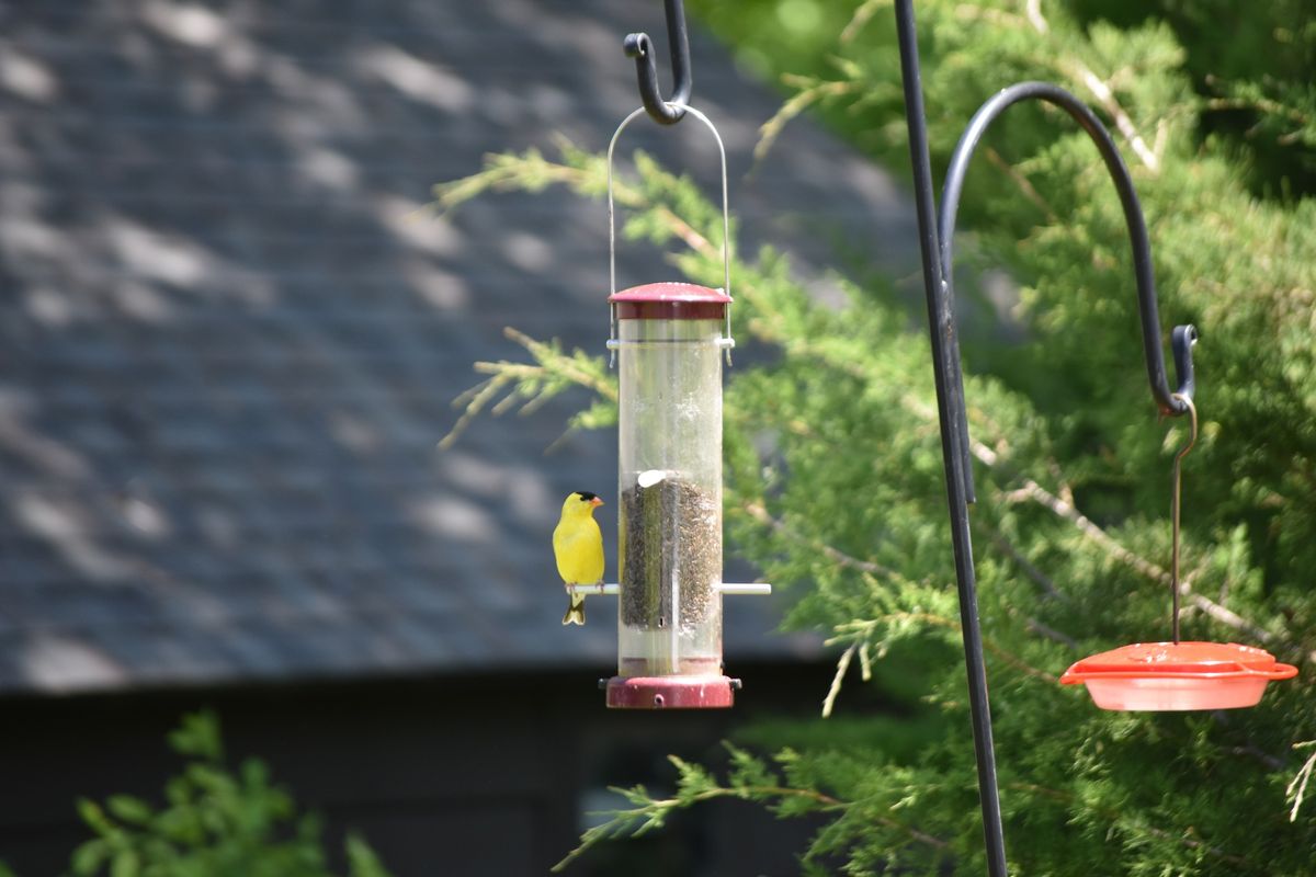 Backyard Birding Basics