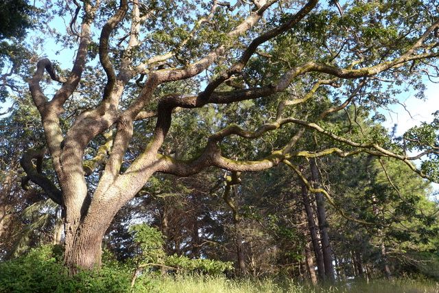 Garry Oak Restoration In the Salish Sea Region