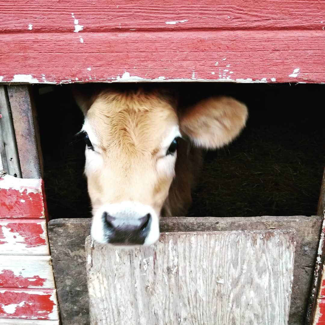 Caroling with the Cows