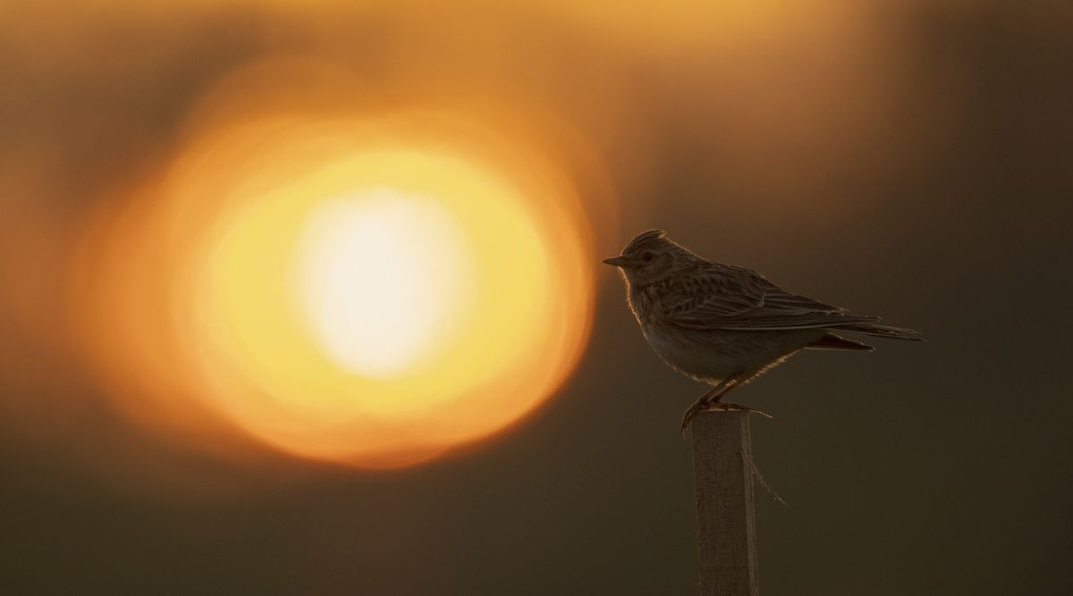 Dawn Chorus Walk