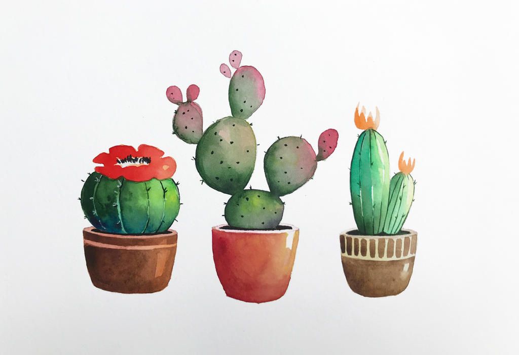 Succulents, Cacti and Leafy Plants