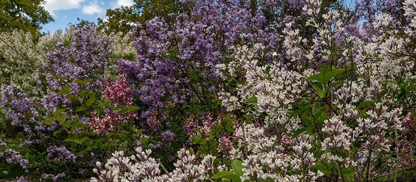 Garden Tour: Lilacs